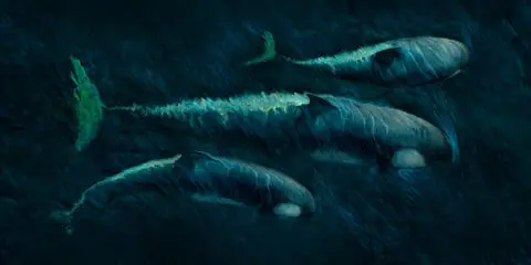 Stealth Orca Pod