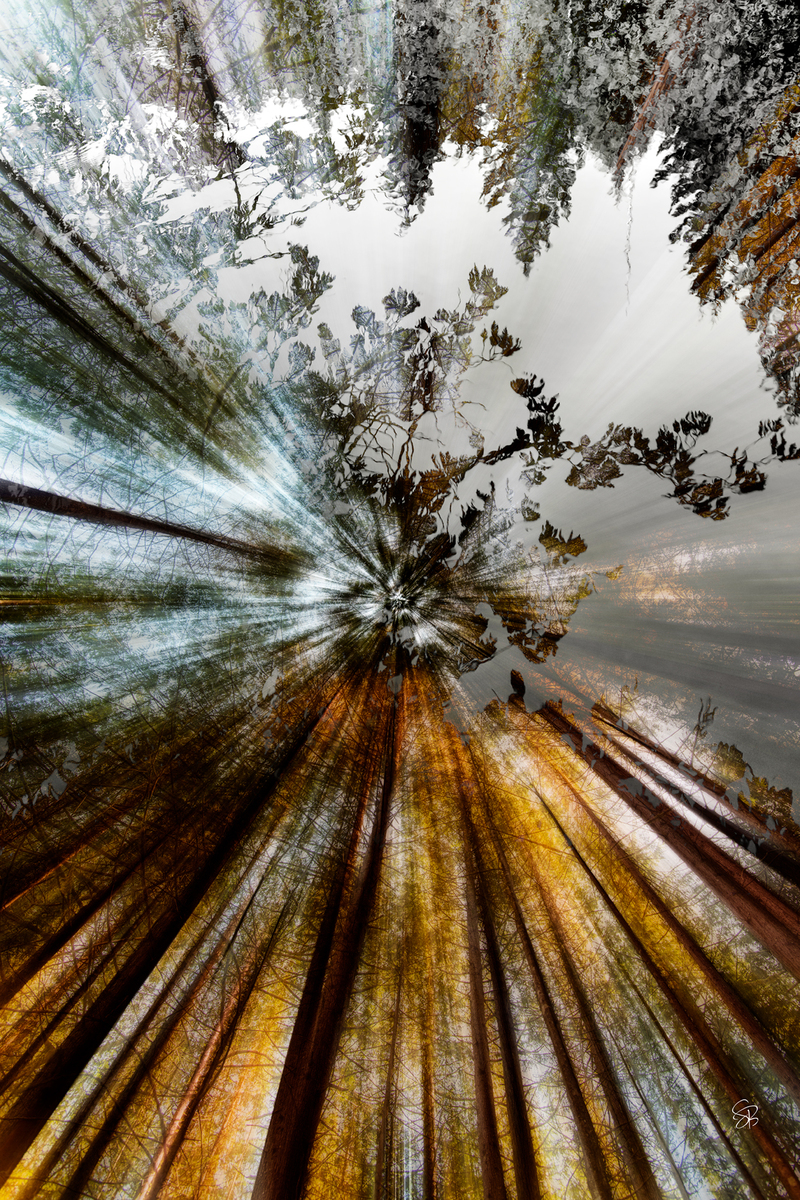 Forest Through Her Eyes (2/9)