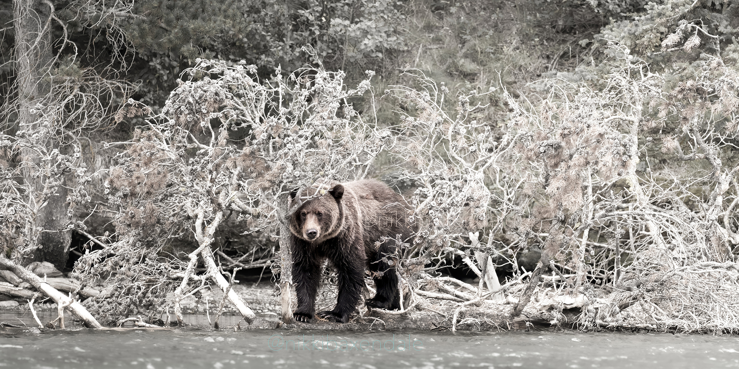 Guardian of the Silver Forest (2/20)