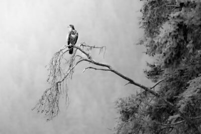 The Watcher (1/20)
