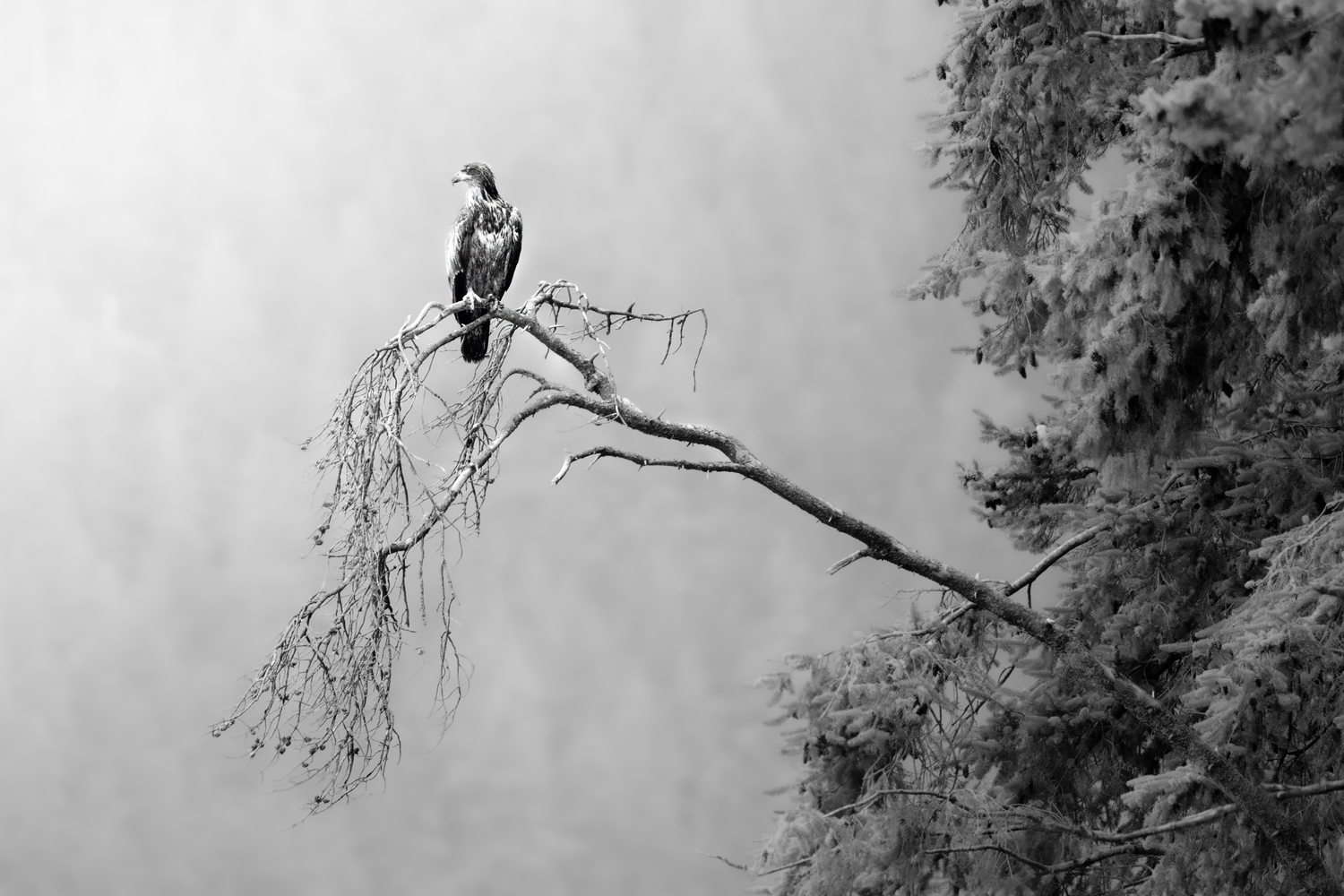 The Watcher (1/20)