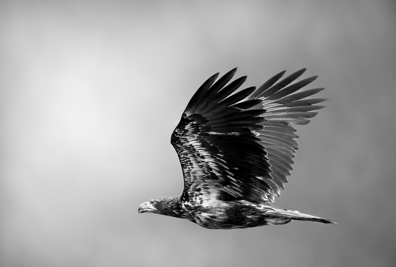 Wings of the Wild (1/20)