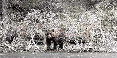 Guardian of the Silver Forest (2/20)