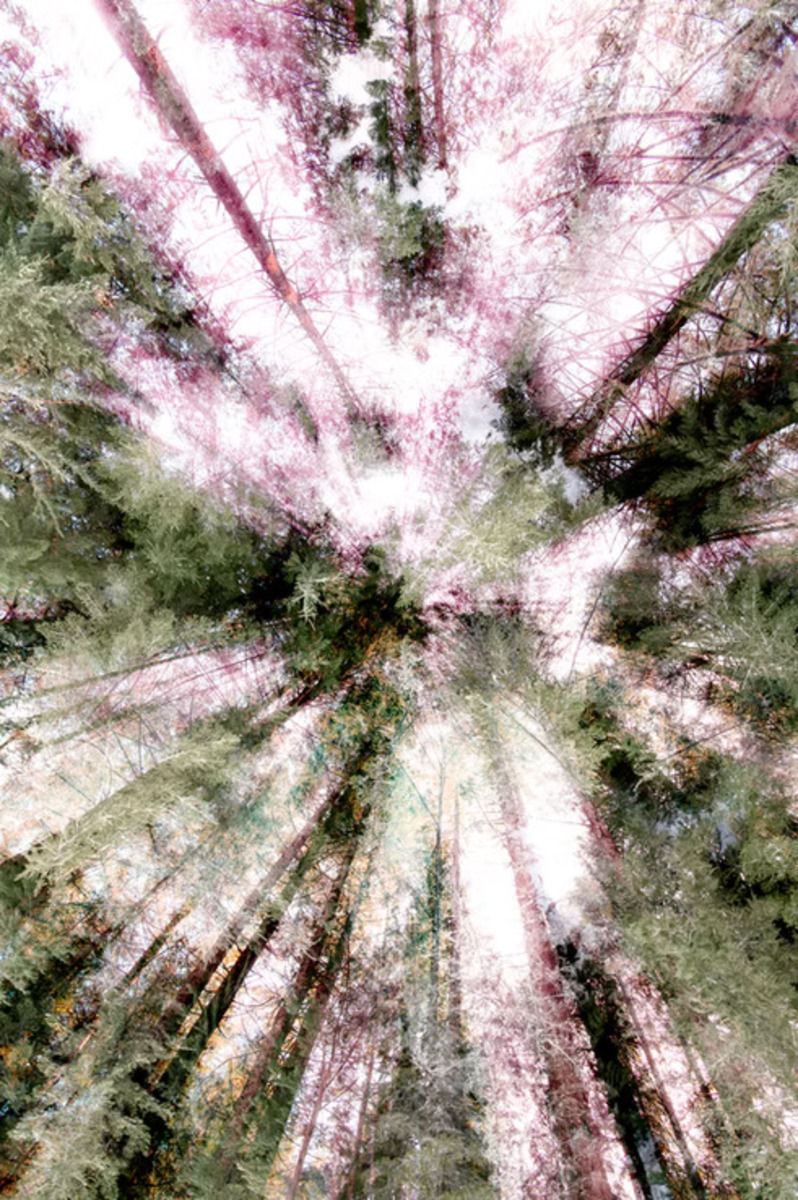 Light in the Forest