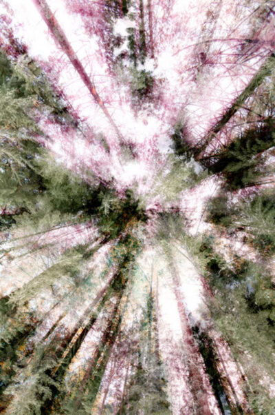 Light in the Forest (2/9)