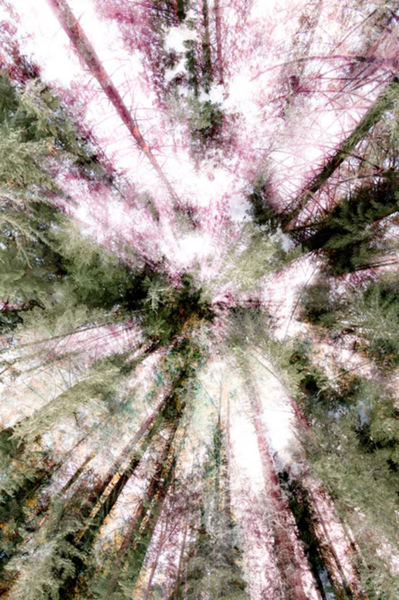 Light in the Forest (2/9)