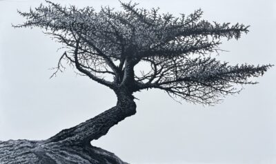 Windblown #5, Solitude